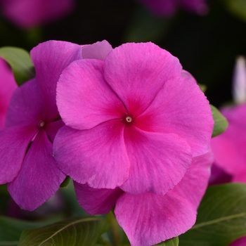 Catharanthus roseus