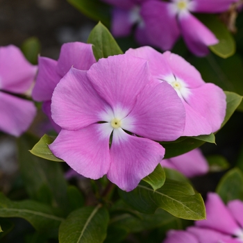 Catharanthus roseus