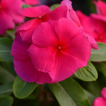 Catharanthus roseus Valiant™ 'Punch'