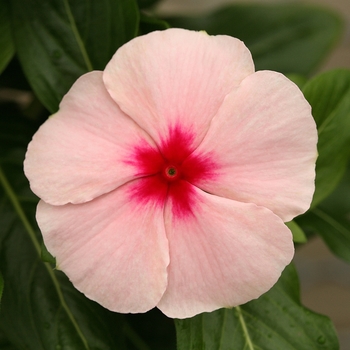 Catharanthus roseus Cobra 'Apricot'