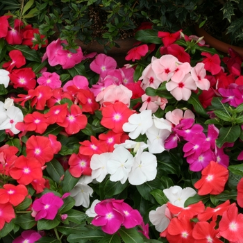 Catharanthus roseus Cobra 'Mix'