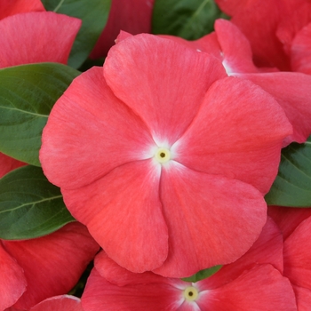 Catharanthus roseus 'Orange' 