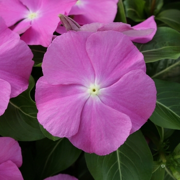 Catharanthus roseus Cobra 'Orchid Eye'