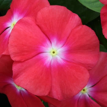 Catharanthus roseus 'Passion Fruit' 