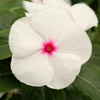 Catharanthus roseus 'Peppermint' 