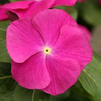 Catharanthus roseus Cobra 'Purple Eye'