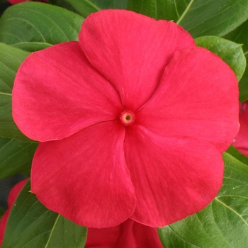 Catharanthus roseus 'Red' 