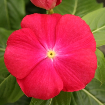 Catharanthus roseus 'Red Eye' 