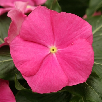 Catharanthus roseus Cobra 'Rose'