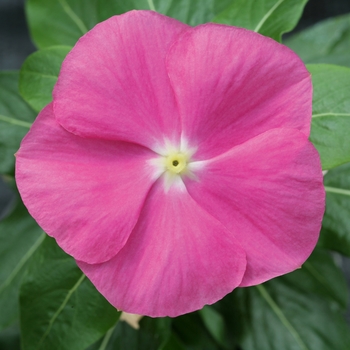 Catharanthus roseus Cobra 'Rose Eye'