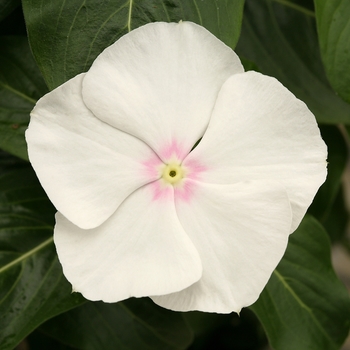 Catharanthus roseus Cobra 'White'