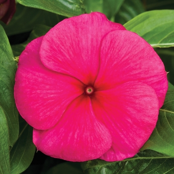 Catharanthus roseus 'Burgundy' 