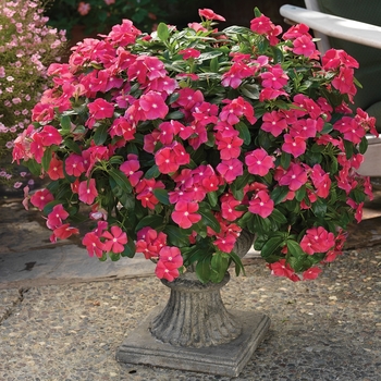 Catharanthus roseus 'Cascade Cherry' 