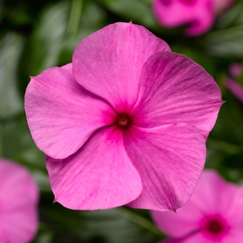 Catharanthus roseus 'Cascade Lavender w/Eye' 