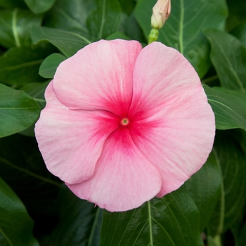 Catharanthus roseus Cora® Cascade XDR Strawberry