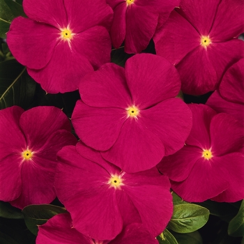 Catharanthus roseus Titan™ Rose