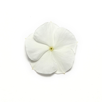 Catharanthus roseus Pacifica XP 'White'