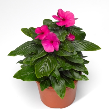 Catharanthus roseus Cora® 'Cascade Magenta'