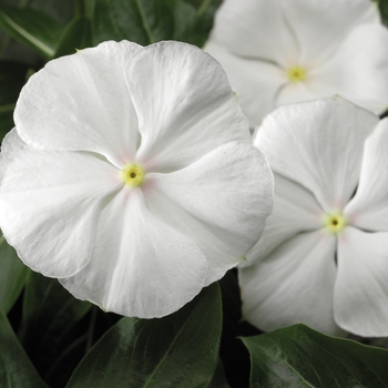 Catharanthus roseus 'Pure White' 