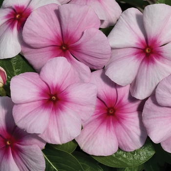 Catharanthus roseus 'Blush' 