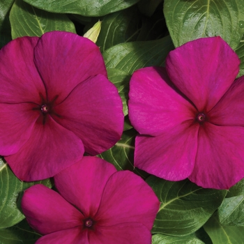 Catharanthus roseus Vitalia 'Burgundy'