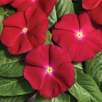 Catharanthus roseus Vitalia 'Cherry'