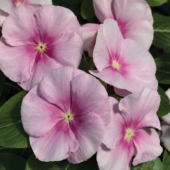 Catharanthus roseus 'Icy Pink' 