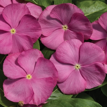 Catharanthus roseus Vitalia 'Pink'