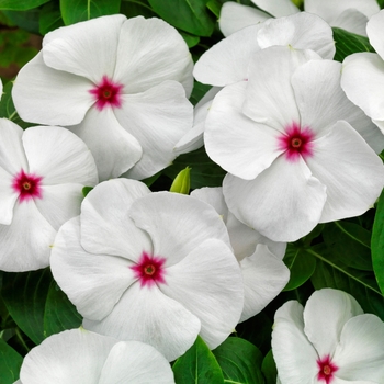 Catharanthus roseus 'Polka Dot' 