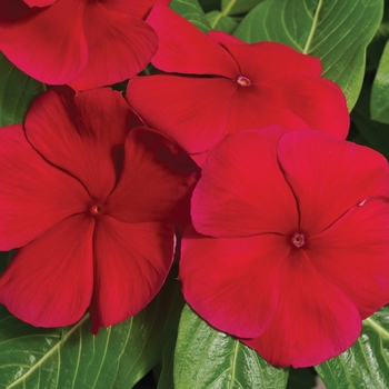 Catharanthus roseus Vitalia 'Red'