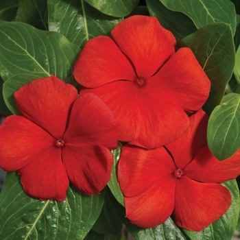 Catharanthus roseus 'Scarlet' 