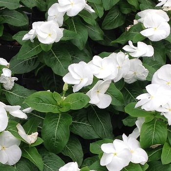 Catharanthus roseus 'White' 