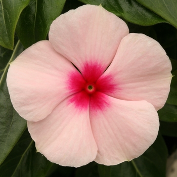 Catharanthus roseus Vitesse 'Apricot'