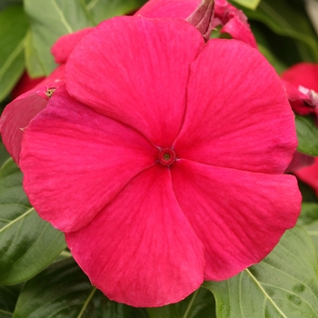 Catharanthus roseus 'Cranberry' 