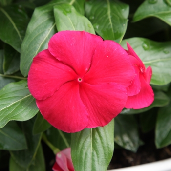 Catharanthus roseus 'Dark Red' 