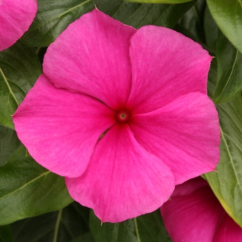 Catharanthus roseus Vitesse 'Grape'