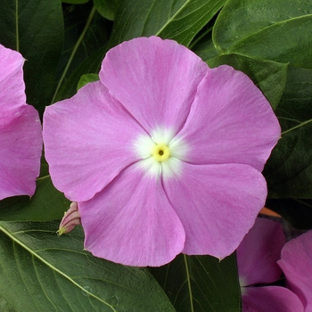 Catharanthus roseus 'Lavender' 