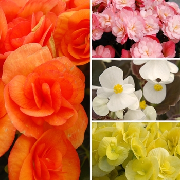 Begonia 