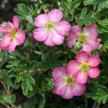 Potentilla fruticosa 'SMNPPS' 