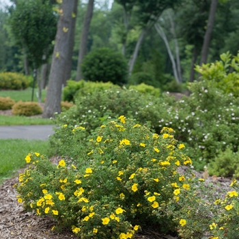 Potentilla fruticosa 'Lundy' PP22176 Can 4912