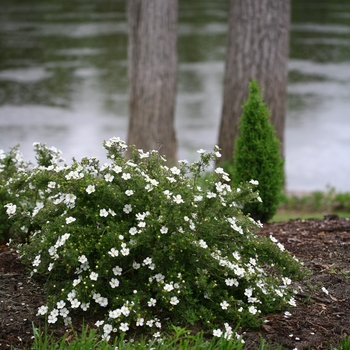 Potentilla fruticosa 'White Lady' PP22761