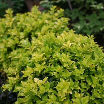 Ilex x meserveae 'Pharos Gold®'