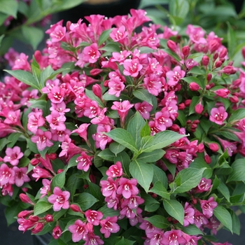 Weigela florida 'VUKOZLyra' PP30265, Can PBRAF