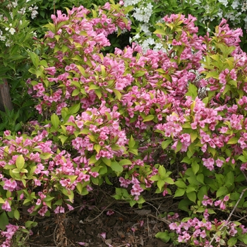 Weigela florida 'VUKOZ047213' PP30264, Can PBRAF