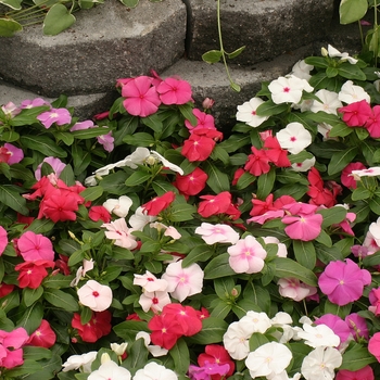 Catharanthus roseus 'Mix' 