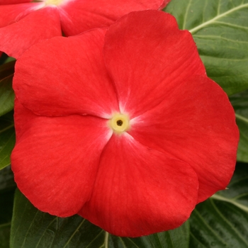 Catharanthus roseus Vitesse 'Orange'