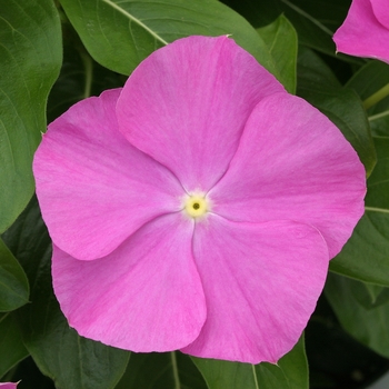 Catharanthus roseus 'Orchid' 