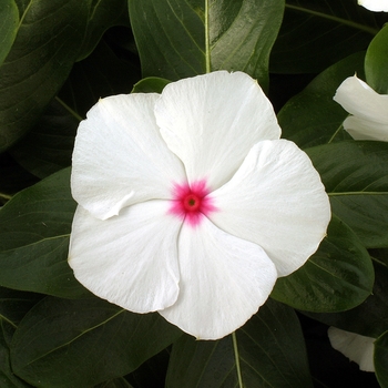 Catharanthus roseus Vitesse 'Peppermint'