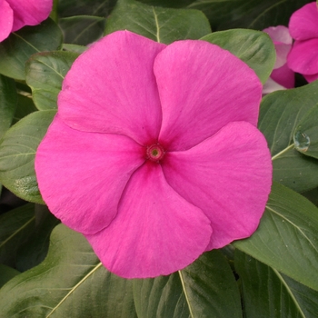 Catharanthus roseus Vitesse 'Purple'