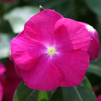 Catharanthus roseus 'Raspberry' 